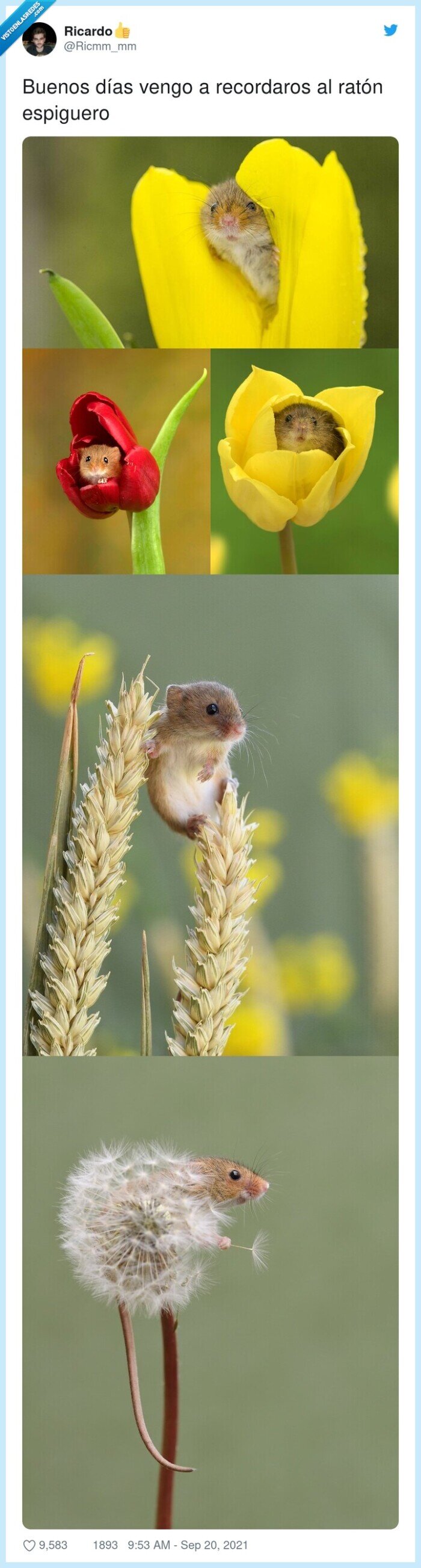 espiguero,ratón