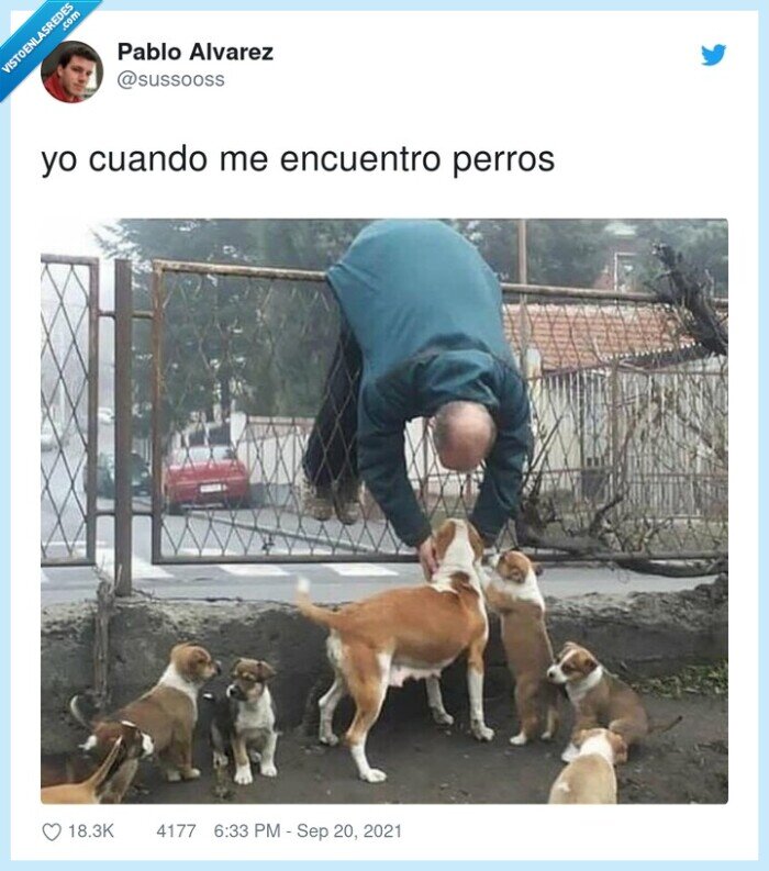 acariciar,perros,encontrarse