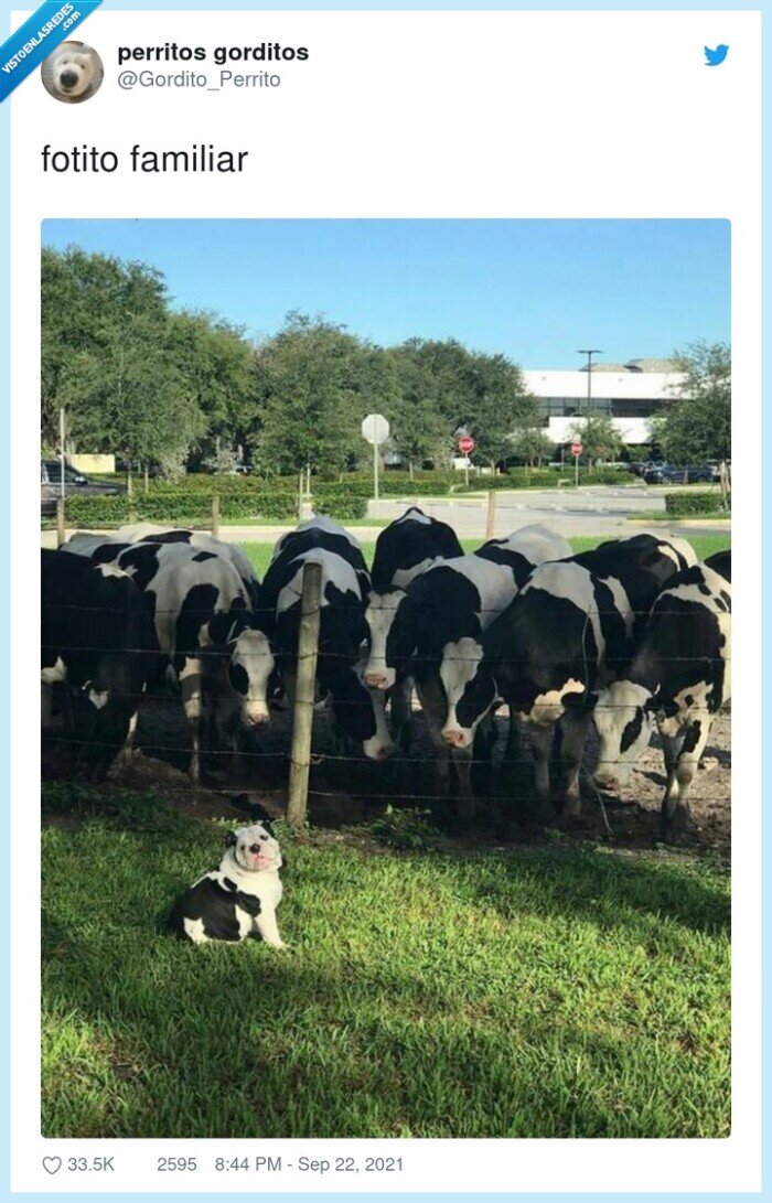 familiar,fotito,perro,vacas