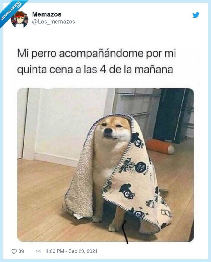 perro,cena,manta,esperar,madrugada