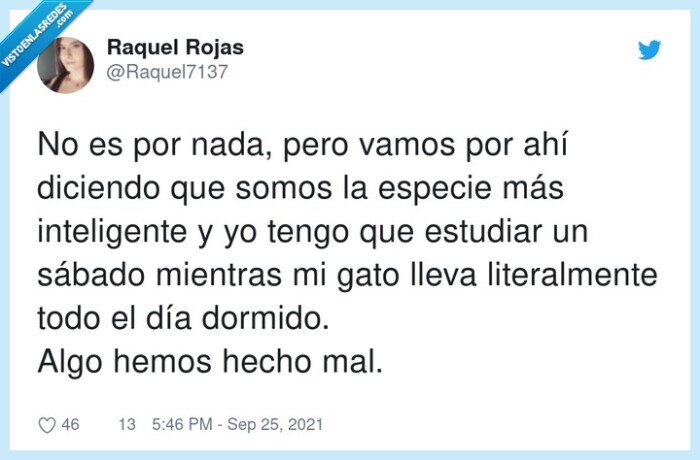 gato,descansar,dormir,estudiar,especie