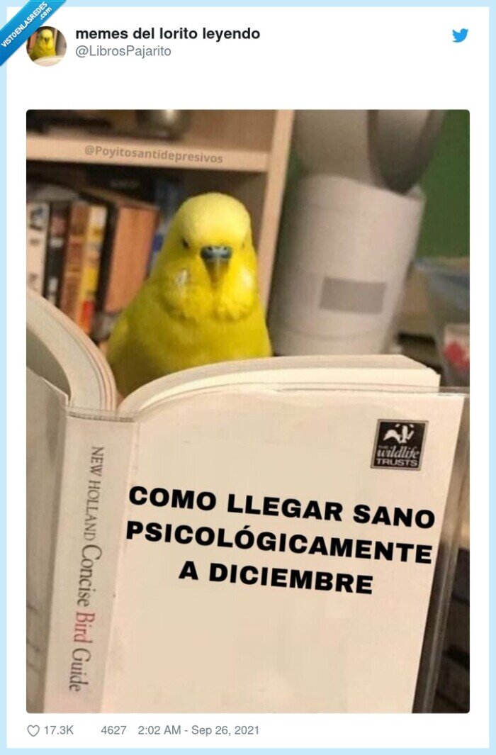 libro,loro,diciembre,psicológicamente