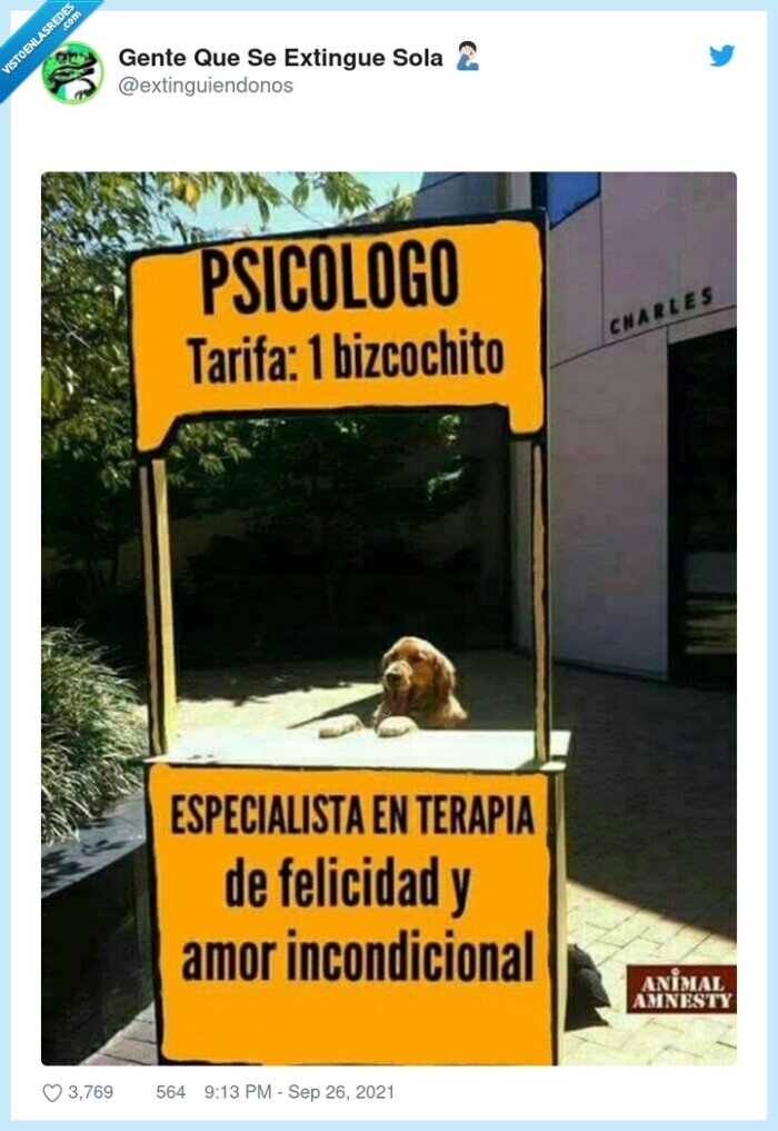 bizcocho,terapia,perro