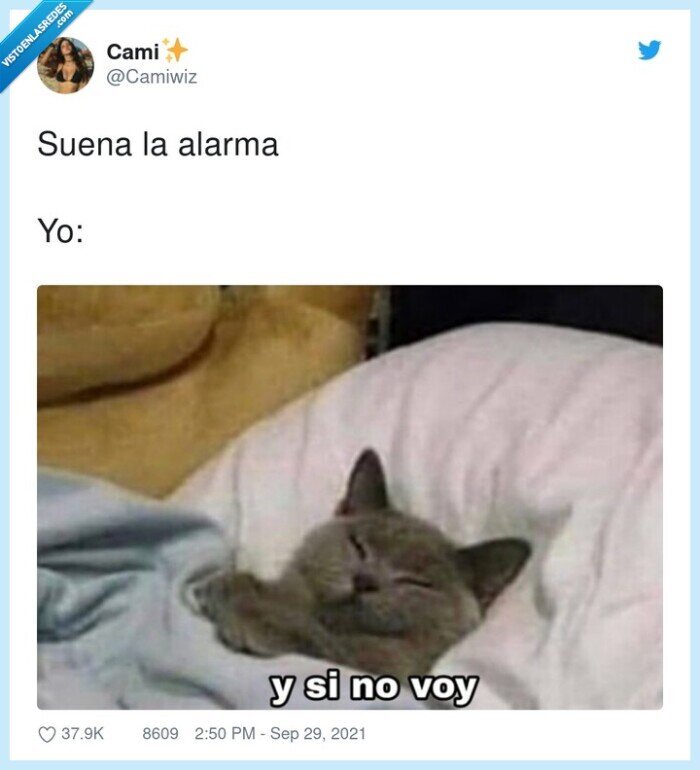 alarma,sonar,cama,gato