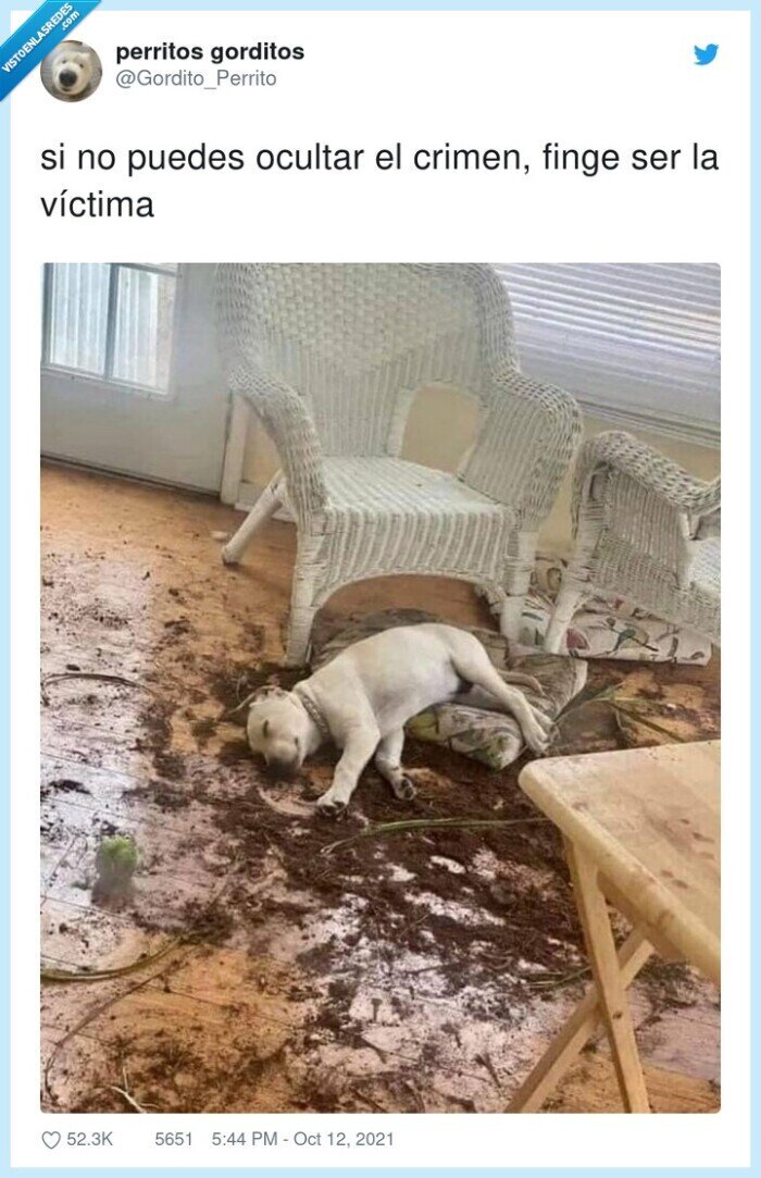 víctima,ocultar,crimen,finge,perro