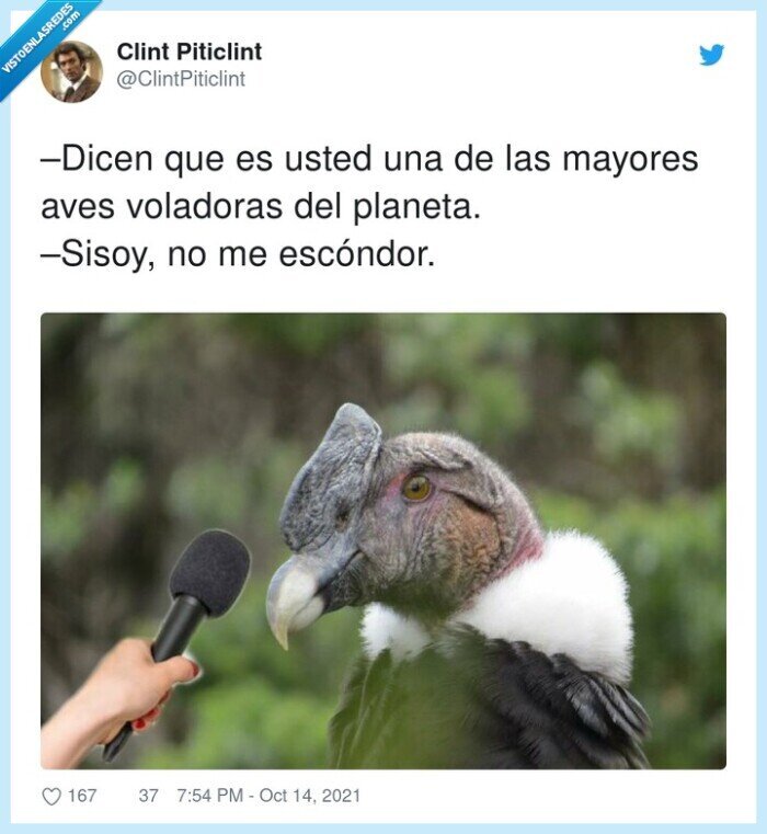 voladoras,cóndor,chistaco