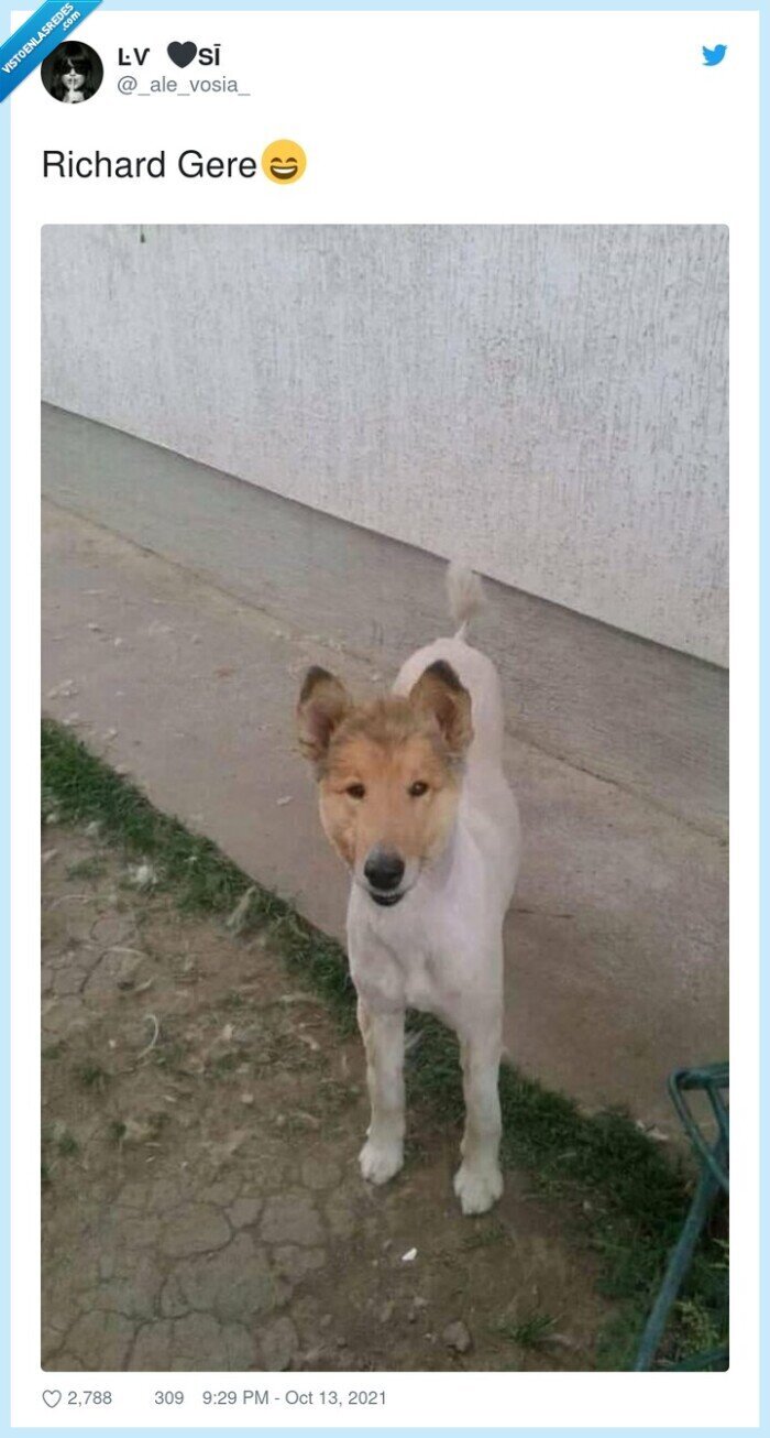 richard gere,perro,clavado