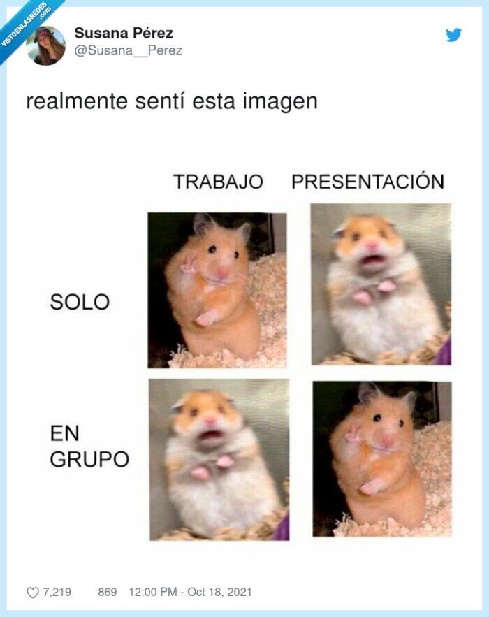 hamster,trabajo,solo,en grupo