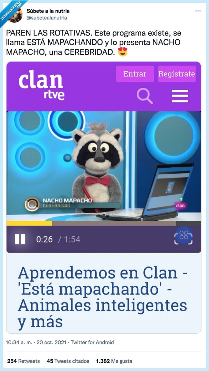 mapachando,cerebridad,rotativas,programa,presentar,mapache