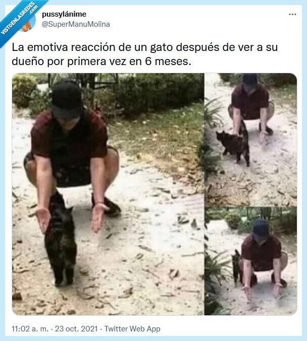 gato,emotiva,reacción,dueño