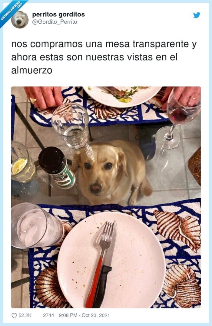 transparente,compra,mesa,perro