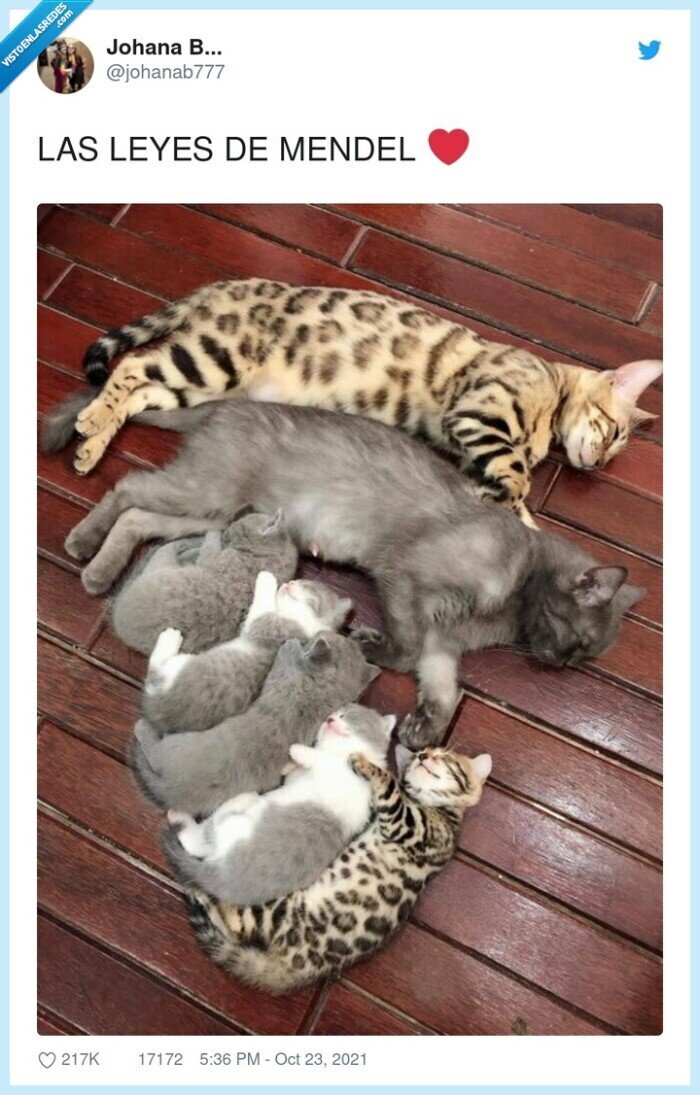 leyes de mendel,gatos,reproducci&oacute;n