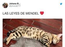 Enlace a Perfección, por @johanab777