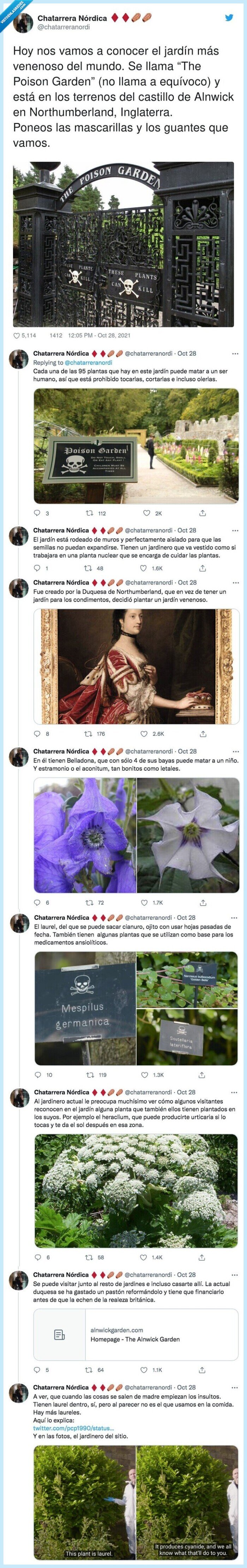 northumberland,mascarillas,inglaterra,jardín,venenoso