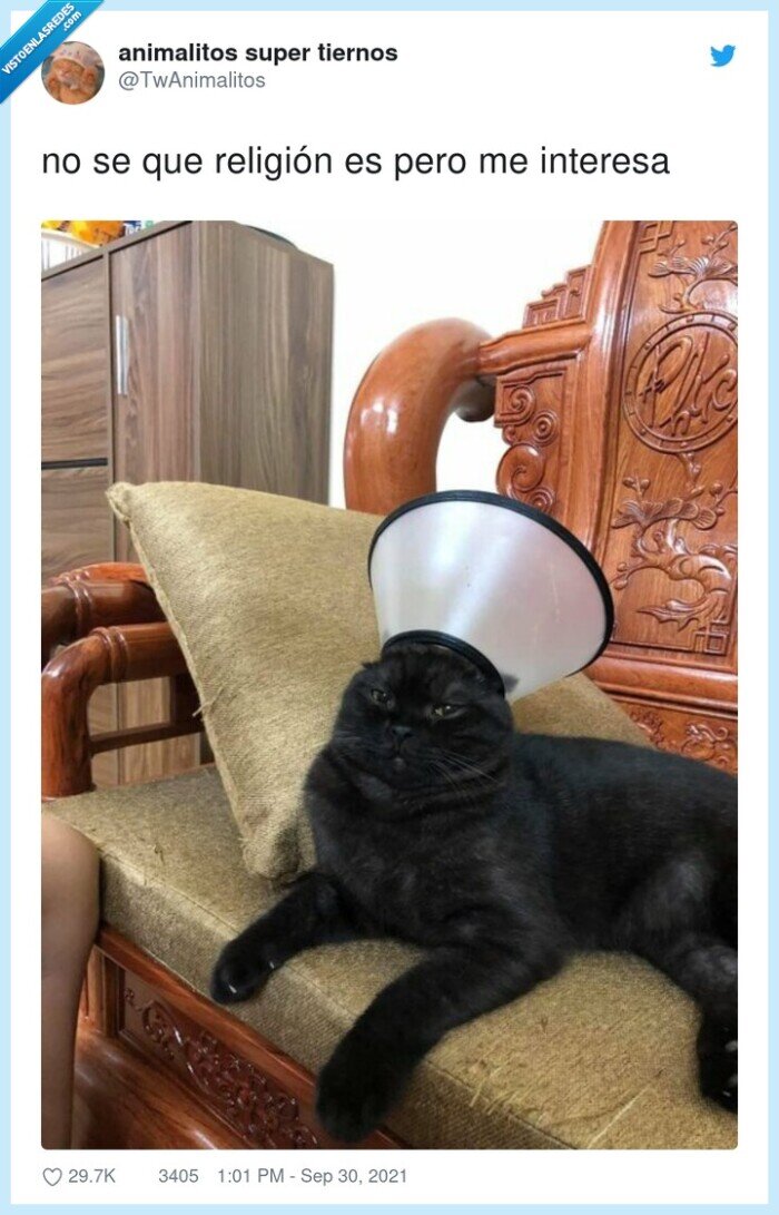 religión,sacerdote,gato