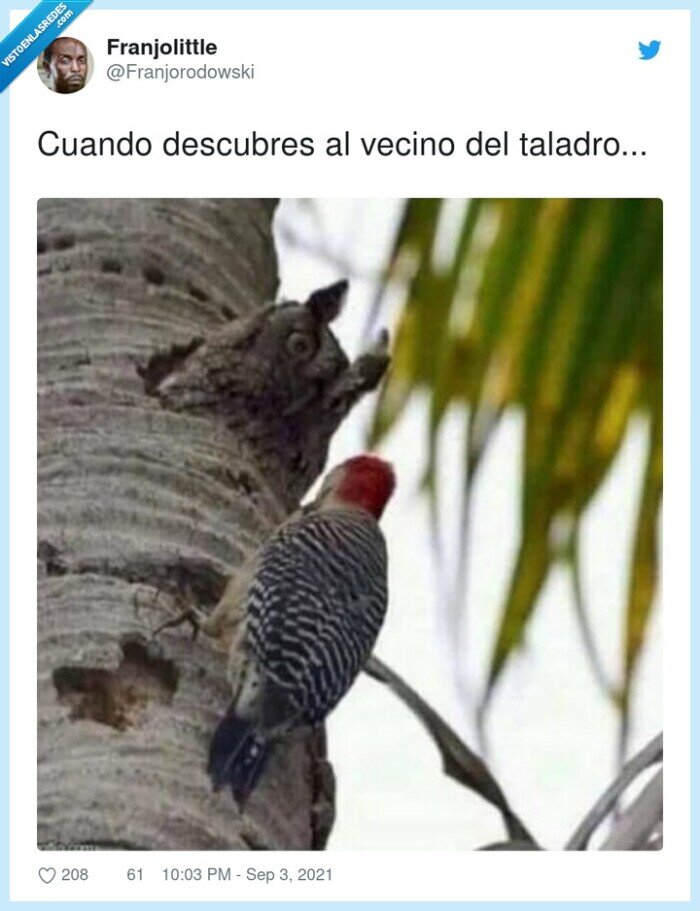 taladro,cuando,vecino,pajaro,buho