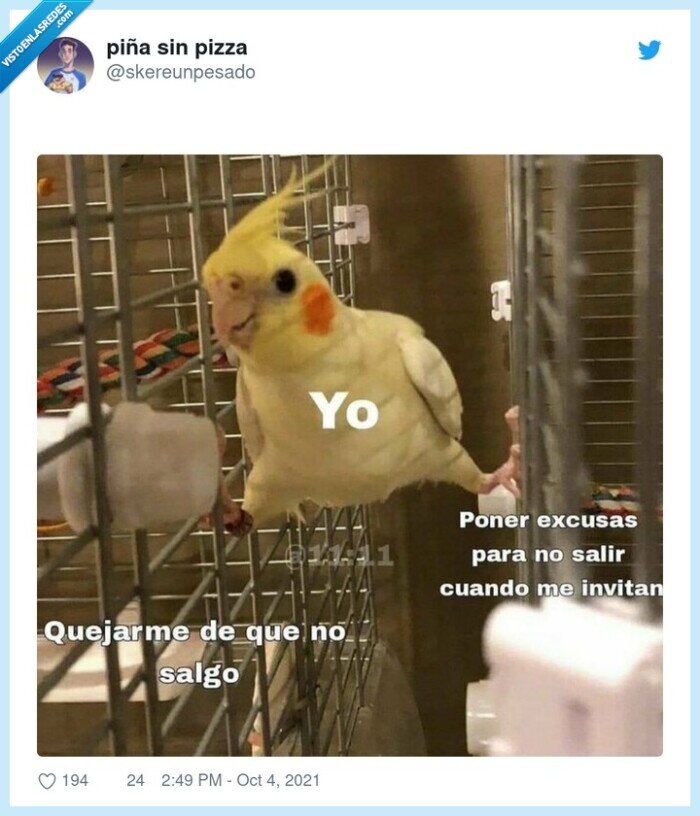 quejarme,salir,amigos,loro,cacatua