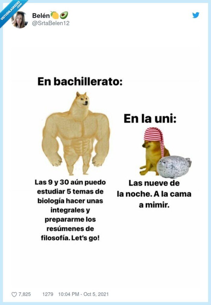 cheems,doge,bachillerato,madrugar,dormir,carrera,universidad