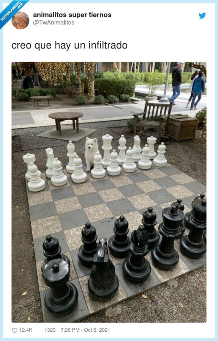 infiltrado,ajedrez,samoyedo