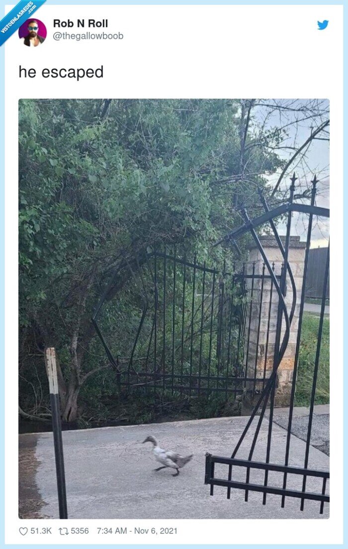 escapar,reja,pato