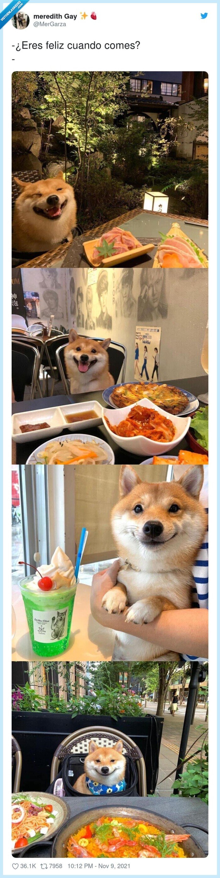 feliz,comer,shiba