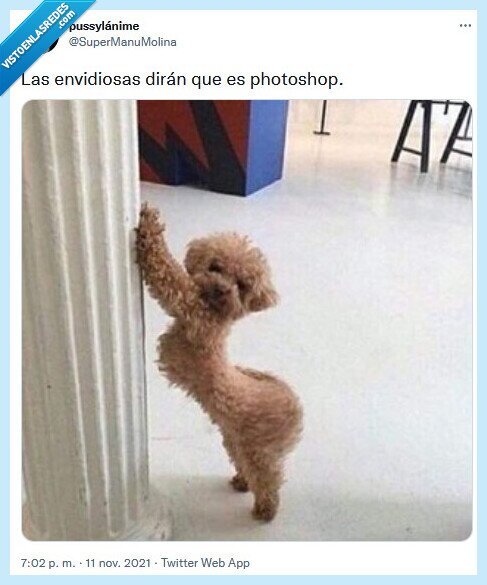 photoshop,envidiosas,perrita