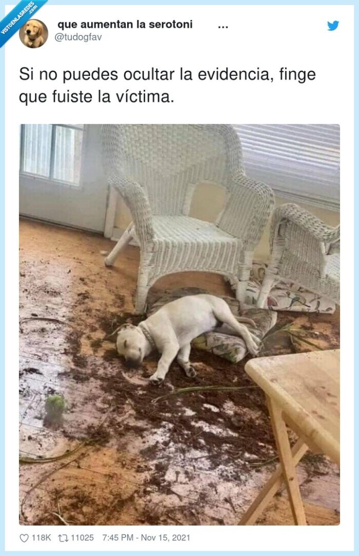 evidencia,víctima,ocultar,liada,perro,fingir