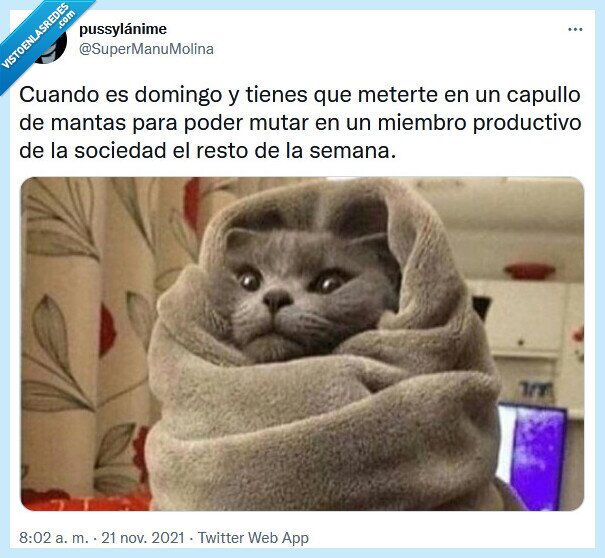 domingo,capullo,manta,sociedad