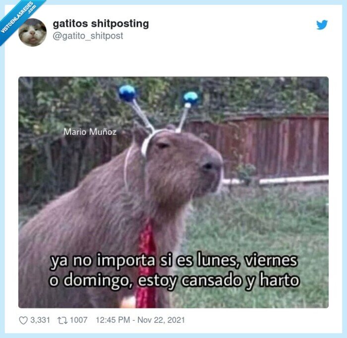 capibara,cansado,lunes,viernes,domingo