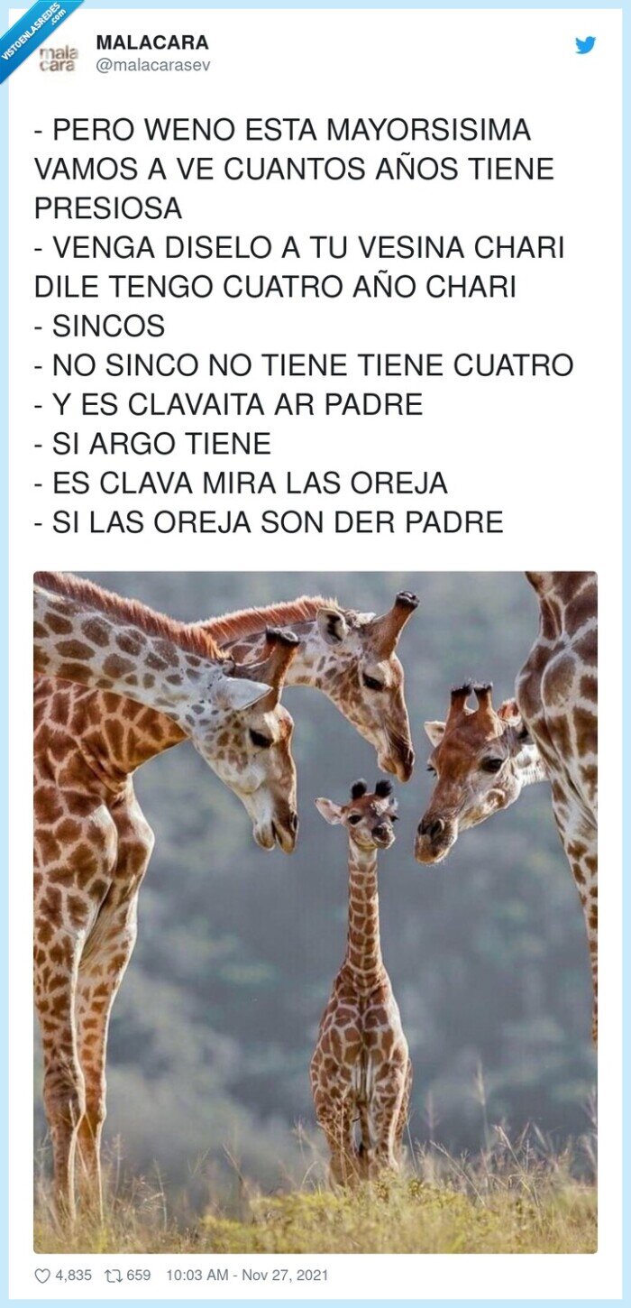 jirafa,hija,pequeña,orejas,marujas,comparar