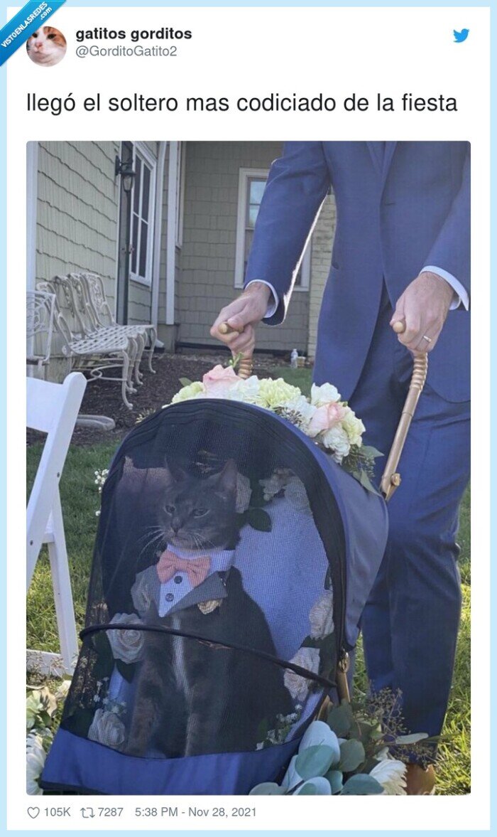 codiciado,soltero,fiesta,gato