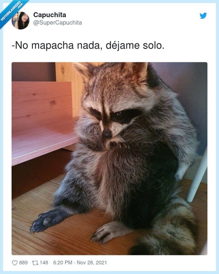 mapache,d&eacute;jame,nada