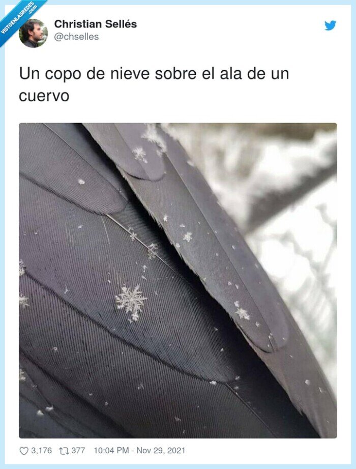 cuervo,nieve,copo