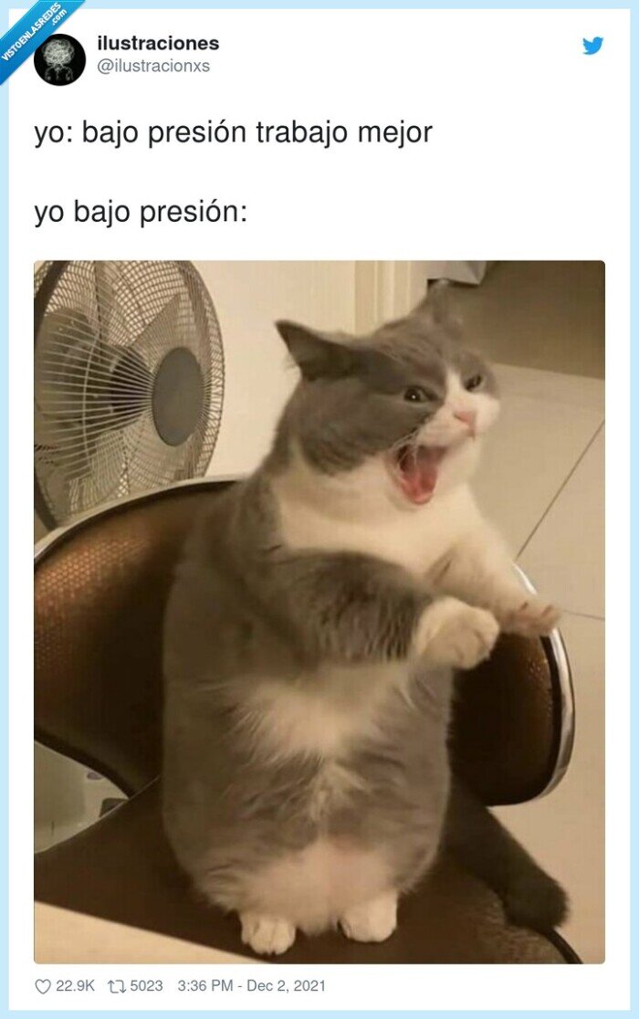 presión,trabajo,gato