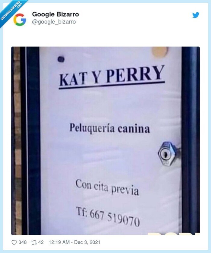 katy,perry,peluquería,canina,perros,gatos