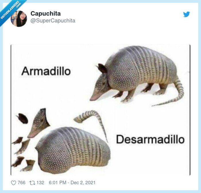 armadillo,desarmado,chistaco