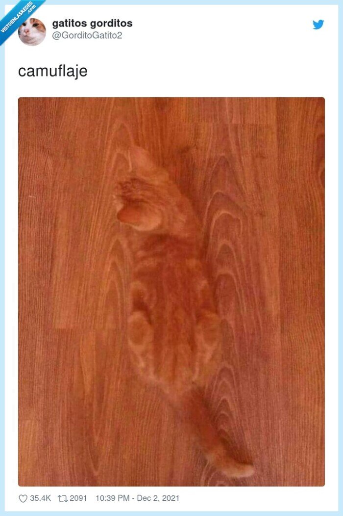 camuflaje,gato,madera