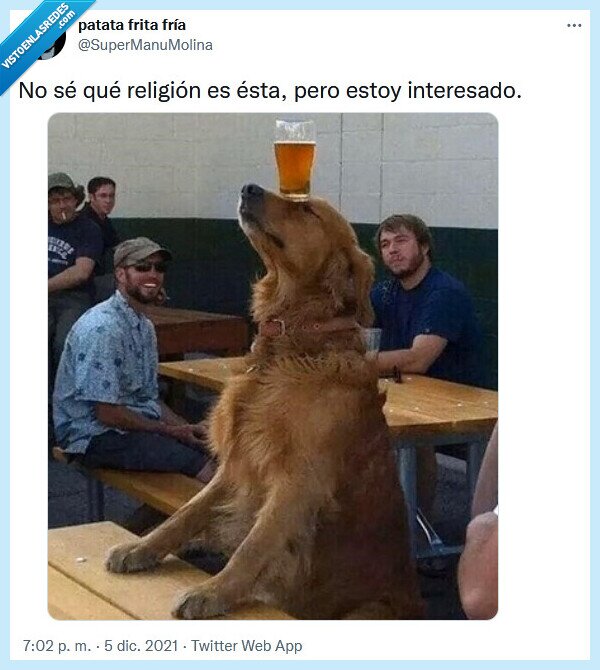 religión,perro,cereveza