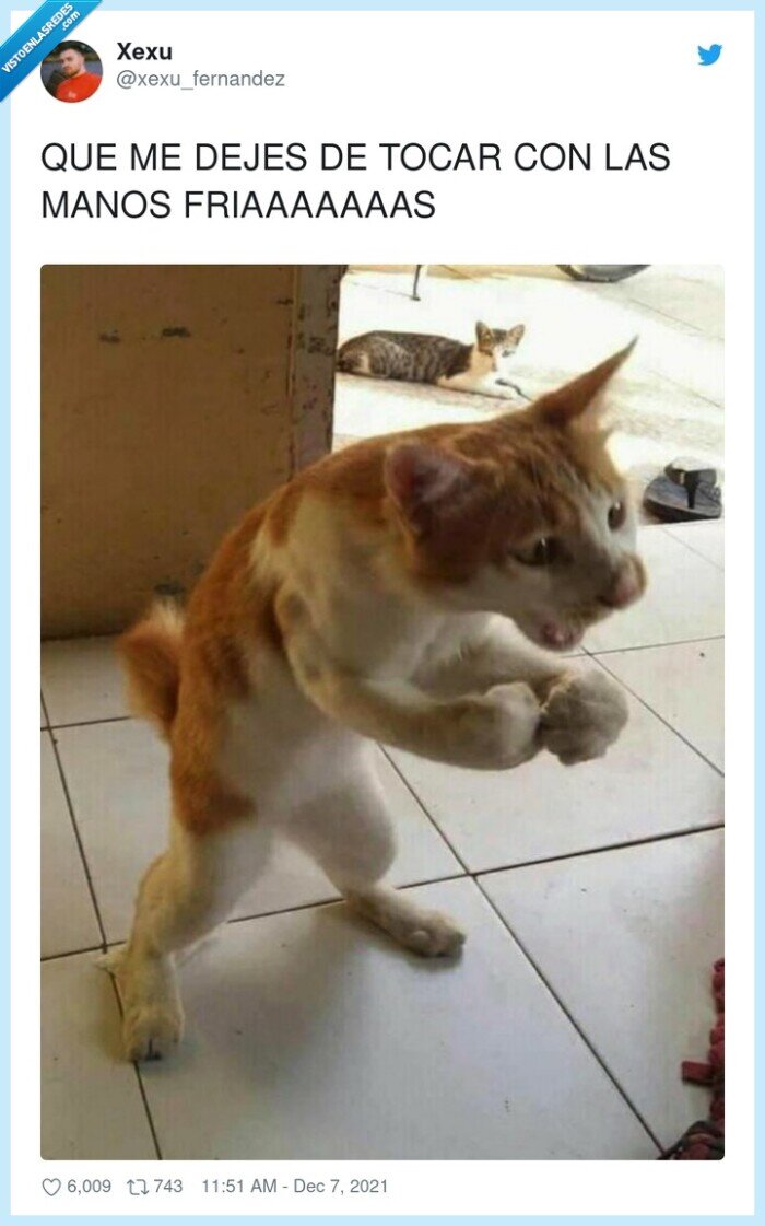 manos,frias,gato,grito