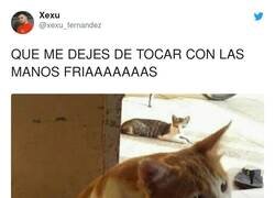 Enlace a Ni los gatos aguantan estas temperaturas, por @xexu_fernandez