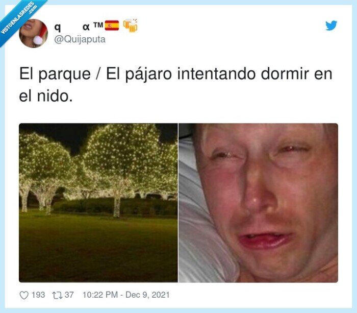 intentar,pájaro,parque,dormir,nido,luces