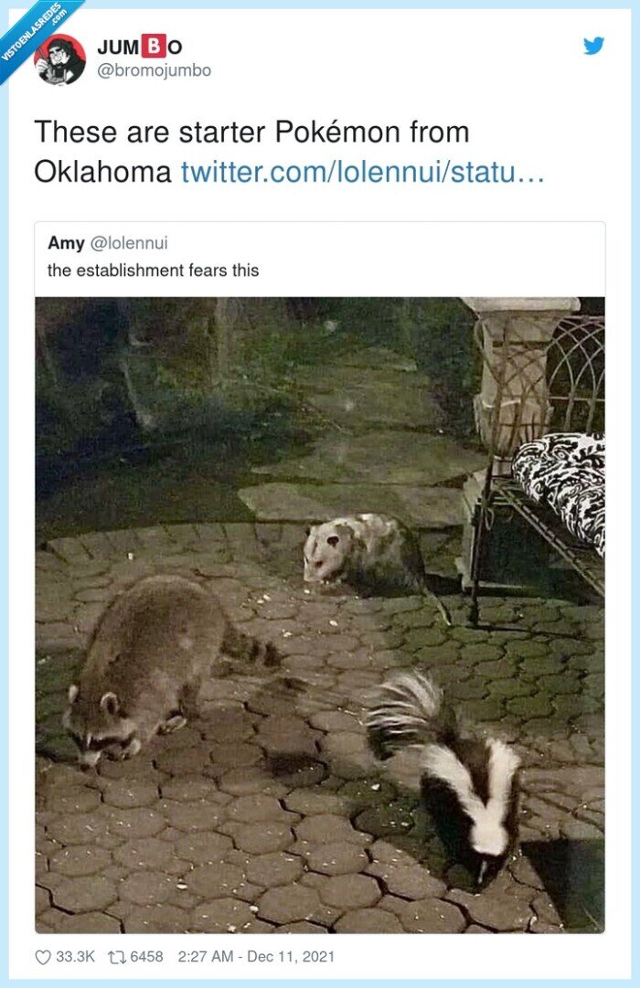 pokémon,oklahoma,mapache,mofeta,zarigüeya