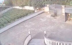 Enlace a Para flipar como un jabalí puede echar abajo toda una valla con su fuerza