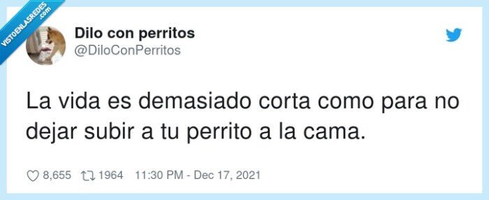 cama,perrito,corta,dejar subir,vida