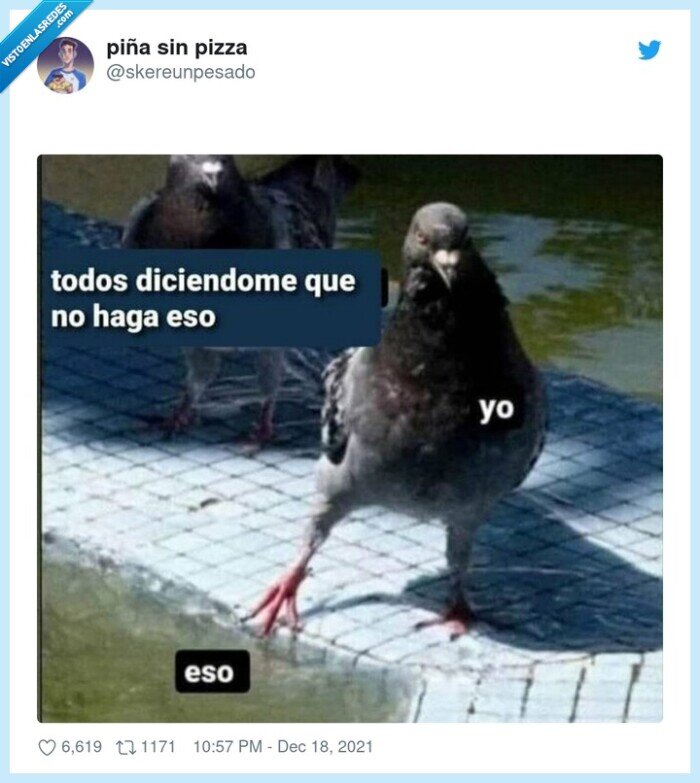 paloma,no hacer,cosas,tentar,patita