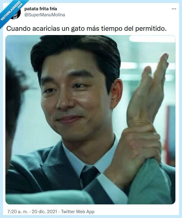 gato,acariciar,tiempo,permitir