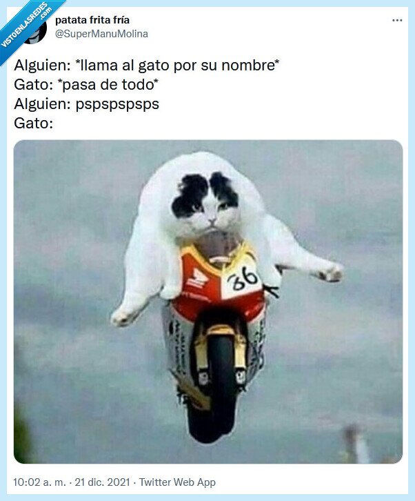 gato,llamar,nombre,pspspsp