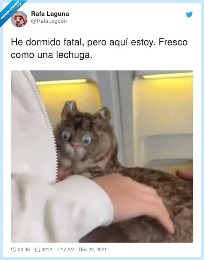 lechuga,dormido,fatal,fresco