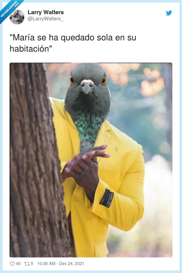 habitación,paloma,maría,sola