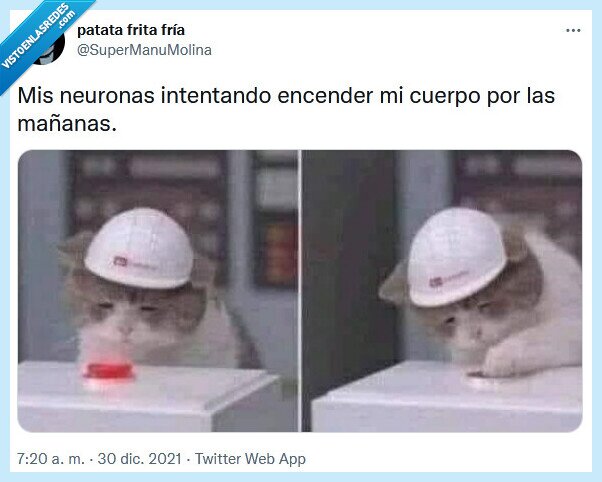 encender,gato,neuronas,mañanas,cuerpo
